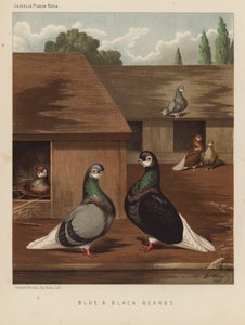 Holubi: Modré a černé vousy (barva lito) od J. W. (after) Ludlow