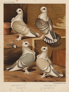 Holubi: Bruneta; Satinette; Bluette; Silverette (barva lito) od J. W. (after) Ludlow
