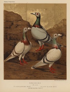 Holubi: dragouni, modří, stříbrní, hnědý pruh, stříbrný, černý pruh, Birmingham Fancy (barva lito) od J. W. (after) Ludlow