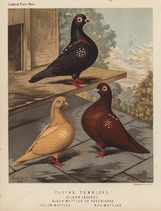 Holubi: létající tumbleři, čistonohá, černě strakatá nebo růžovokřídlá, žlutě strakatá, červenostrakatá (barva lito) od J. W. (after) Ludlow
