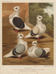 Holubi: Turbits, Blue Checker and Silver, Shell Crown, Blue, Point Crests (barva lito) od J. W. (after) Ludlow