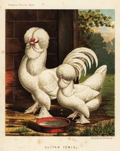 Sultan drůbež, domácí kohout Gallus od J. W. (after) Ludlow