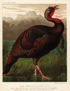 Divoký americký krůtí kohout, Meleagris gallopavo