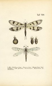 Mravenci a jejich vývojová stádia