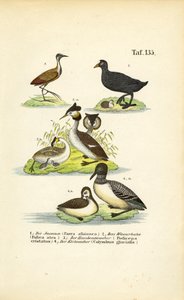 Vodní ptáci s žakanou, lyskou obecnou, čolkem velkým a lyskou obecnou