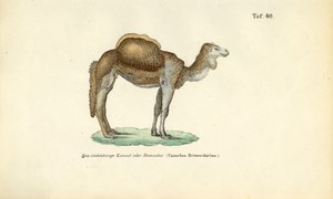 Velbloud arabský nebo dromedár od J. W. Tenhaeff