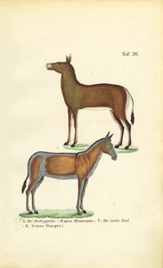 Asijští divocí koně: Dziggetai a Onager od J. W. Tenhaeff