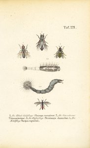 Kousavé a krev sající mouchy od J. W. Tenhaeff