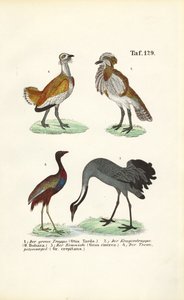 Dropi a jeřábi od J. W. Tenhaeff