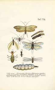 Kadeřavky, kaménky a termitiště s vývojovými stádii od J. W. Tenhaeff