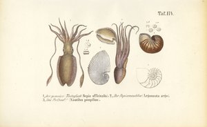 Hlavonožci: Nautily: sépie, papírový Nautilus a komorový Nautilus
