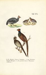 Křepelka polní, přilbový bažant obecný a bažant obecný od J. W. Tenhaeff