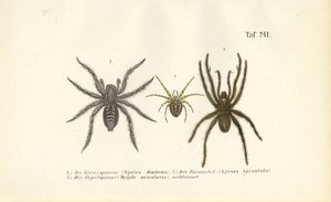 Nebezpečné druhy pavouků od J. W. Tenhaeff