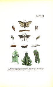 Vývojový cyklus motýlů se škodlivými účinky od J. W. Tenhaeff