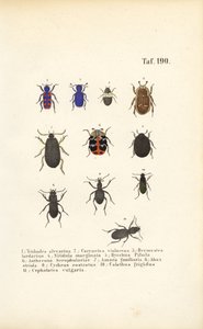 Rozmanitost evropských druhů brouků od J. W. Tenhaeff