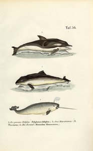 Delfíni a narvalové od J. W. Tenhaeff