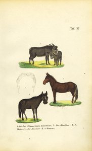 Domácí osel, mula a hříbě od J. W. Tenhaeff