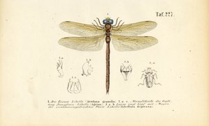 Vážky s ústy a larvami od J. W. Tenhaeff