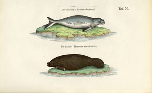 Dugong a kapustňák od J. W. Tenhaeff