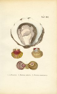 Jedlé ústřice a hřebenatky od J. W. Tenhaeff