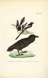 Straka obecná a havran polní od J. W. Tenhaeff