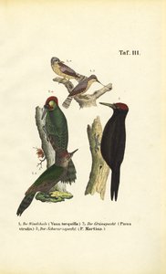 Křivka obecná, datel černý a datel černý od J. W. Tenhaeff