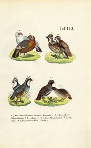 Evropské druhy tetřevů a koroptví od J. W. Tenhaeff