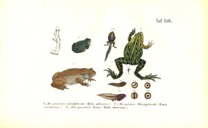 Žáby stromové a ropuchy obecné od J. W. Tenhaeff