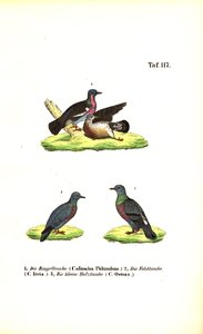 Evropští divocí holubi od J. W. Tenhaeff