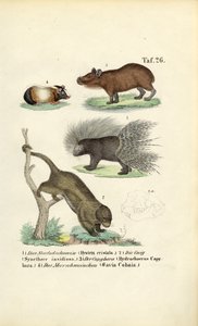 Exotičtí hlodavci od J. W. Tenhaeff