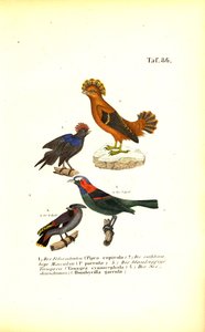 Exotičtí zpěvní ptáci z Jižní Ameriky