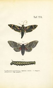 Exotičtí a původní motýli jestřábi od J. W. Tenhaeff