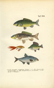 Sladkovodní ryby z čeledi kaprovitých od J. W. Tenhaeff