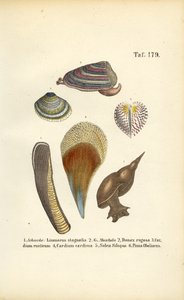 Sladkovodní plži a mořští mlži od J. W. Tenhaeff