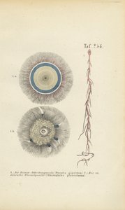 Obří modrý knoflík a červená kořenová medúza od J. W. Tenhaeff