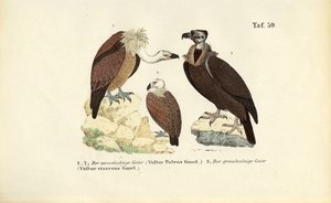 Sup bělohlavý a sup bělohlavý od J. W. Tenhaeff