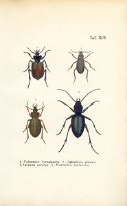 Pozemní brouci čeledí Carabidae a Platyninae od J. W. Tenhaeff