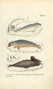 Tuleň přístavní a tuleň sloní od J. W. Tenhaeff