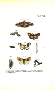 Škodlivé můry a jejich vývojová stádia od J. W. Tenhaeff