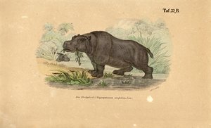 Hroch u Waterside od J. W. Tenhaeff