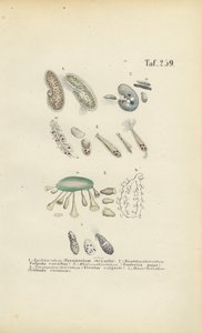 Infusoria: Paramecium, Stentor a další řasnatky od J. W. Tenhaeff
