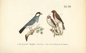 Vrabec jávský a růžohlávek obecný od J. W. Tenhaeff