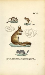 Skákající hlodavci od J. W. Tenhaeff