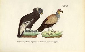 Sup královský a kondor andský od J. W. Tenhaeff