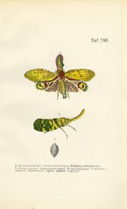 Mšice lampionová a mšice topolová černá od J. W. Tenhaeff