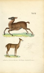 Lama a Vicuña od J. W. Tenhaeff