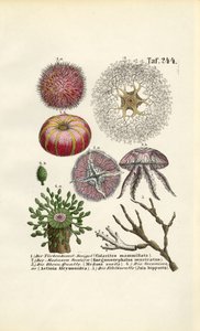 Mořští bezobratlí a hlístice