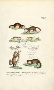 Druhy kun s ilustrací lebky od J. W. Tenhaeff