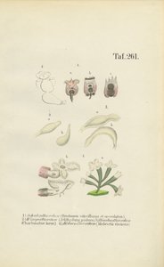 Mikroskopické rotify: Brachionus, Ichthyidium, Chaetonotus a Melicerta. od J. W. Tenhaeff