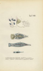 Mikroskopické jednobuněčné organismy: Zvonkovci, kroužkovci a ploštěnky